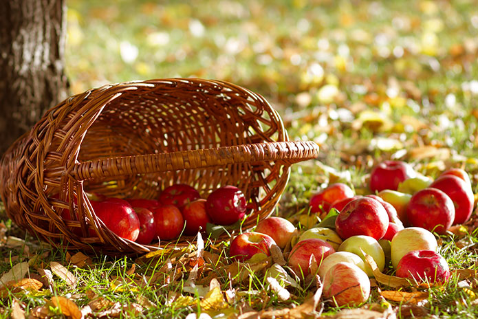 Apfelaufkauf in Lübz, immer von August bis Oktober. 