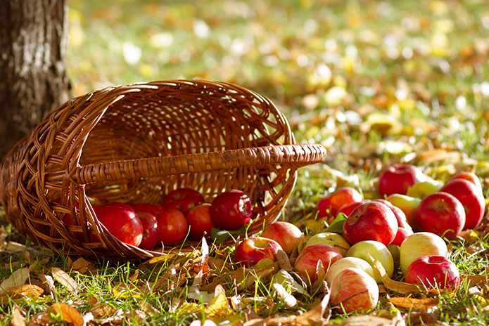 Apfelaufkauf in Lübz, immer von August bis Oktober.